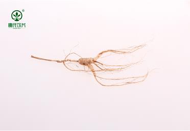 什么是林下參，帶你走進林下參的世界 - 中藥粉代工