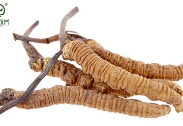 你真的會吃冬蟲夏草嗎？- 滋補養(yǎng)生產(chǎn)品