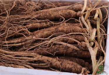 畏寒怕冷吃人參呀，辨別鮮人參和生曬參的區(qū)別，衛(wèi)康旗下康氏中藥飲片代工、定制、OEM