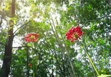 壓力再大也要元氣滿滿，揭秘你不知道的人參趣事，康氏中藥飲片代工、定制、OEM