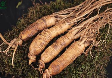 家庭自制人參水，不僅可以喝，還能護膚、養(yǎng)發(fā)-康氏中藥飲片代工定制OEM